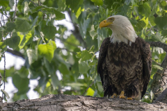 Bald-eagle-1