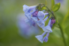 Bluebells_CO-Canal_Spring-2023-1