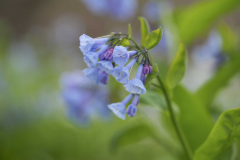 Bluebells_CO-Canal_Spring-2023-2