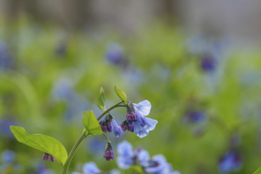 Bluebells_CO-Canal_Spring-2023-3