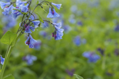 Bluebells_CO-Canal_Spring-2023-4