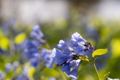 Bluebells_CO-Canal_Spring-2023-5