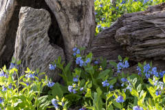 Bluebells_CO-Canal_Spring-2023-6