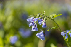 Bluebells_CO-Canal_Spring-2023-7