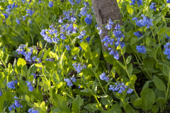 Bluebells_CO-Canal_Spring-2023-8