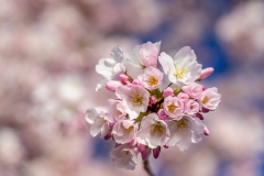 Cherry-Blossoms-1