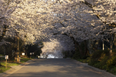Kenwood-cherry-blossoms-Spring-2023-2