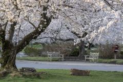 Kenwood-cherry-blossoms-Spring-2023-3