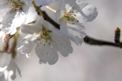 Kenwood-cherry-blossoms-Spring-2023-9