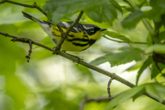 Magnolia-warbler-3