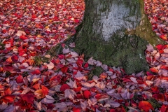 Portland-Red-Maples-1