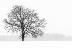 Winter-Tree-1