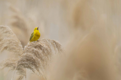 Yellow-warbler-2