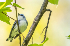 cerulean-warbler-1