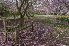National-Arboretum-Spring-2020-1