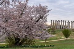 National-Arboretum_Spring-2019-1