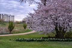 National-Arboretum_Spring-2019-2