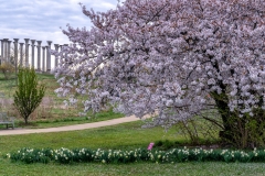 National-Arboretum_Spring-2019-3