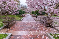 Smithsonian-Castle_Spring-2019-2