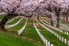 Arlington-Cemetery-Spring-1