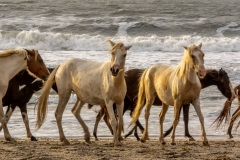 Chincoteague-Beach-Walk-2018-1