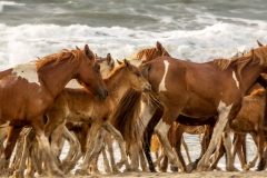 Chincoteague-Beach-Walk-2018-4