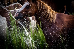Chincoteague-Pony-Swim-1
